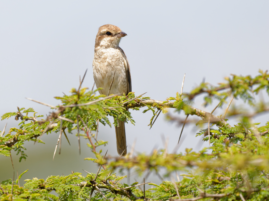 Isabelline Shrike  Geotagged,Isabelline shrike,Kenya,Lanius isabellinus,Summer