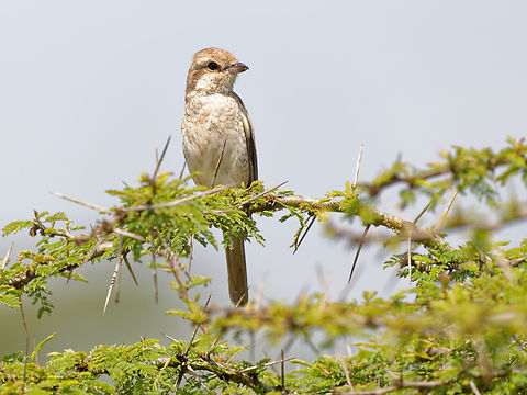 Isabelline Shrike  Geotagged,Isabelline shrike,Kenya,Lanius isabellinus,Summer