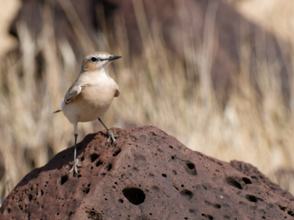Isabelline Wheatear, Kenya  Geotagged,Isabelline wheatear,Kenya,Oenanthe isabellina,Winter