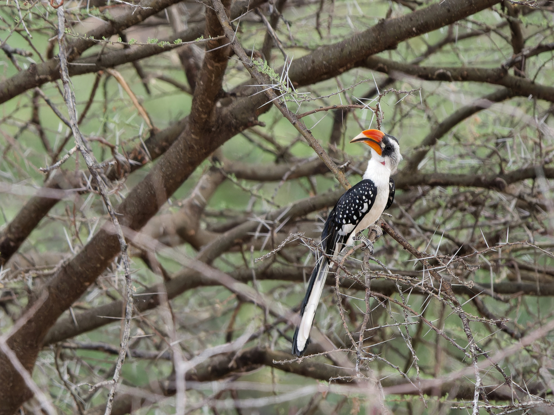 Jacksons Hornbill, Kenya Jackson&#039;s Hornbill Geotagged,Jacksons hornbill,Kenya,Tockus jacksoni,Winter
