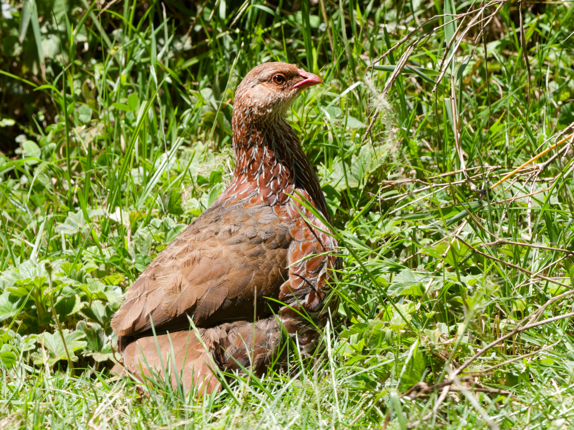 Jacksons Spurfowl, Kenya Jackson&#039;s Spurfowl Geotagged,Jacksons spurfowl,Kenya,Pternistis jacksoni,Summer