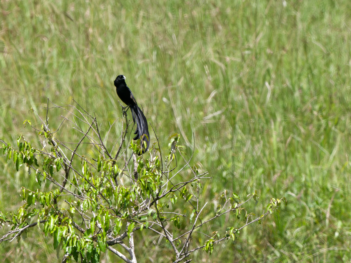 Jacksons Widowbird, Kenya Jackson's Widowbird Euplectes jacksoni,Geotagged,Jacksons widowbird,Kenya,Summer