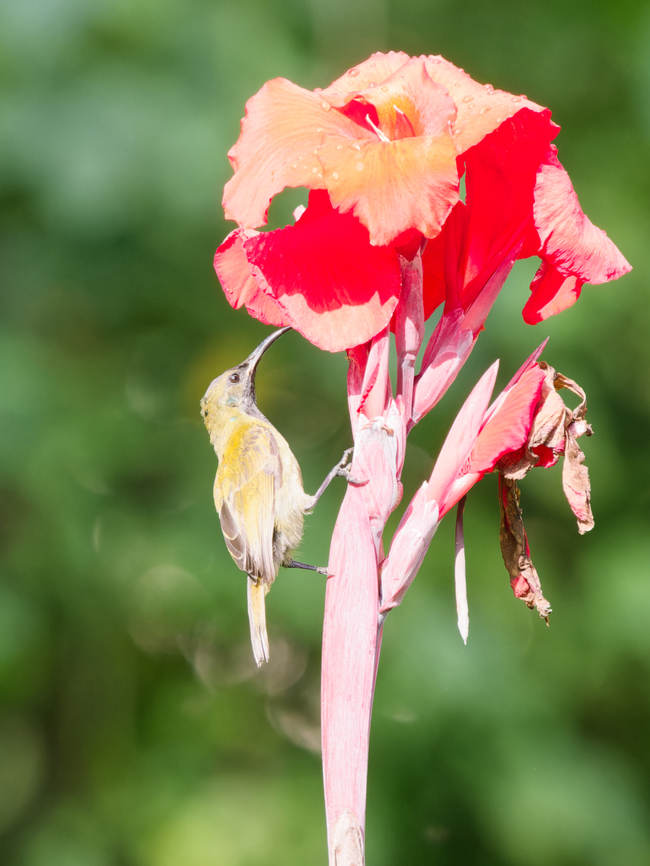 Joyful Greenbul, Kenya  Chlorocichla laetissima,Geotagged,Joyful greenbul,Kenya,Winter