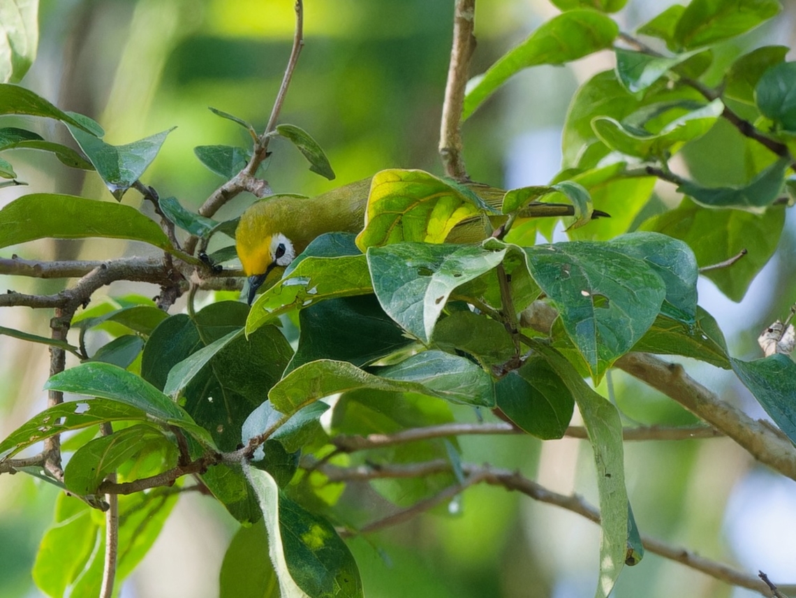 Kikuyu White-eye, Kenya  Geotagged,Kenya,Kikuyu white-eye,Summer,Zosterops kikuyuensis