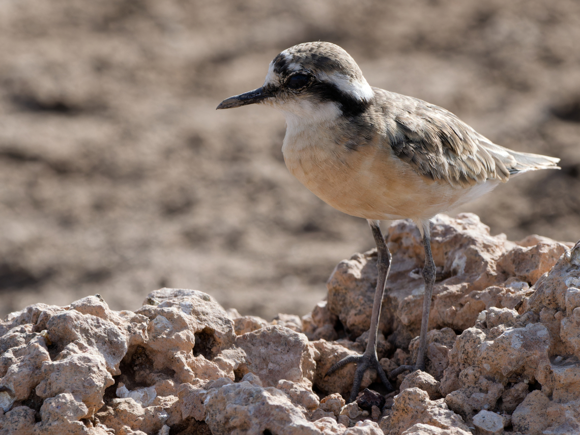 Kittlitzs Plover, Kenya Kittlitz&#039;s Plover Charadrius pecuarius,Geotagged,Kenya,Kittlitz's plover,Summer