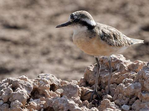 Kittlitzs Plover, Kenya Kittlitz's Plover Charadrius pecuarius,Geotagged,Kenya,Kittlitz's plover,Summer