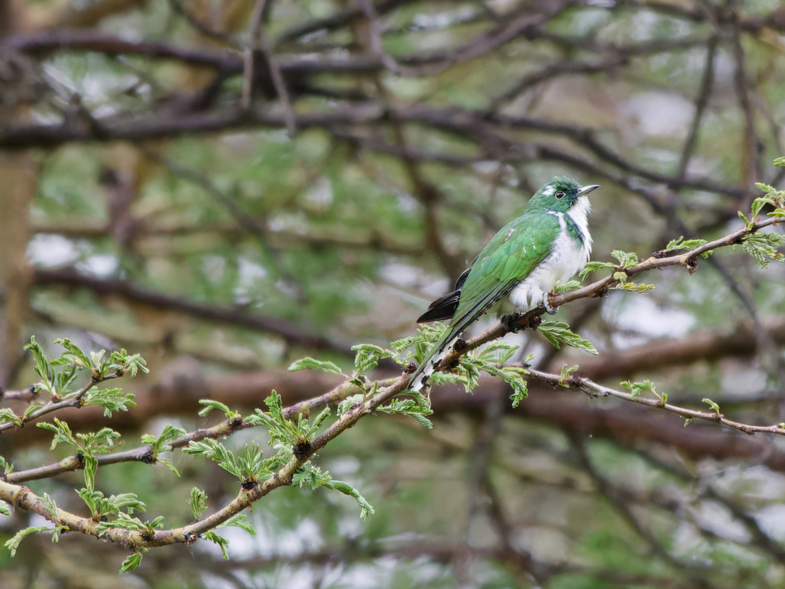 Klaass Cuckoo, Kenya Klaas&#039;s Cuckoo Chrysococcyx klaas,Geotagged,Kenya,Klaass cuckoo,Summer