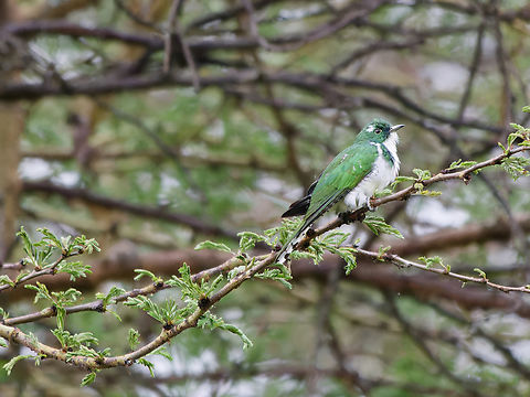 Klaass Cuckoo, Kenya Klaas's Cuckoo Chrysococcyx klaas,Geotagged,Kenya,Klaass cuckoo,Summer