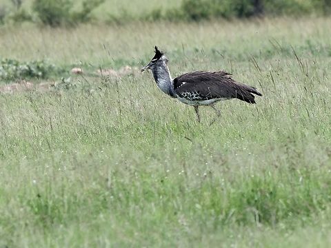 Kori Bustard, Kenya  Ardeotis kori,Geotagged,Kenya,Kori bustard,Summer