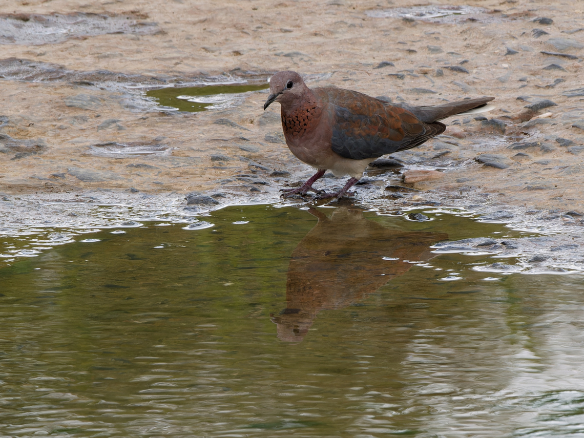 Laughing Dove  Geotagged,Kenya,Laughing Dove,Spilopelia senegalensis,Winter