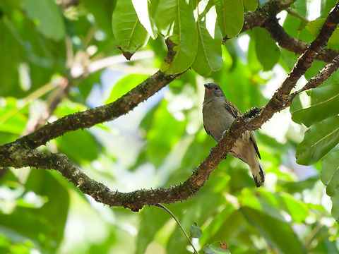 Lesser Honeyguide  Geotagged,Indicator minor,Kenya,Lesser honeyguide,Winter