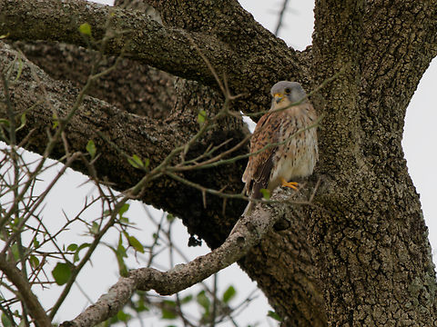 Lesser Kestrel juvenile Falco naumanni,Geotagged,Kenya,Lesser Kestrel,Summer