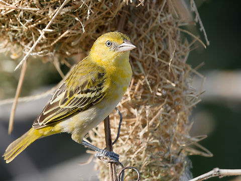 Lesser Masked Weaver female Geotagged,Kenya,Lesser Masked Weaver,Ploceus intermedius,Winter