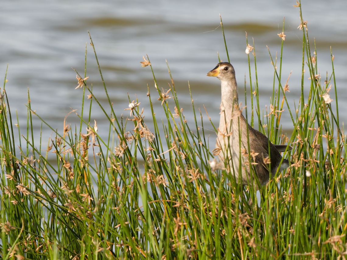 Lesser Moorhen juvenile, Kenya juvenile Geotagged,Kenya,Lesser moorhen,Paragallinula angulata,Summer
