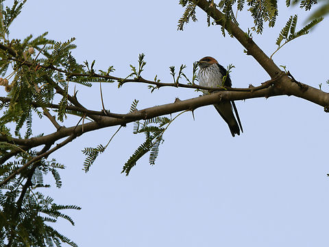 Lesser Striped Swallow  Cecropis abyssinica,Geotagged,Kenya,Lesser striped swallow,Summer