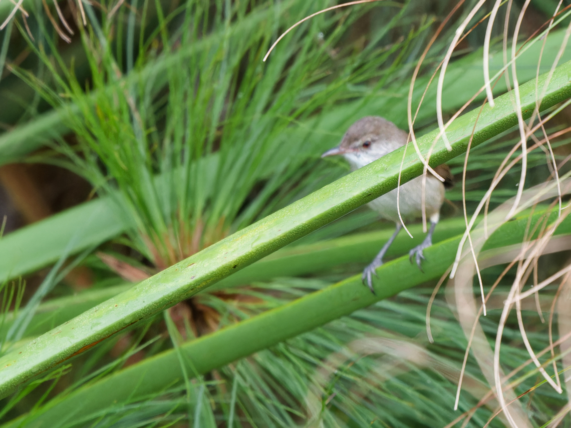 Lesser Swamp Warbler ssp. jacksoni Acrocephalus  gracilirostris,Geotagged,Kenya,Lesser swamp warbler,Winter