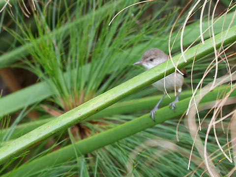 Lesser Swamp Warbler ssp. jacksoni Acrocephalus gracilirostris,Geotagged,Kenya,Lesser swamp warbler,Winter