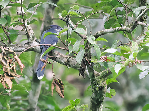 Levaillants Cuckoo, Kenya Levaillant's Cuckoo Clamator levaillantii,Geotagged,Kenya,Levaillants cuckoo,Winter