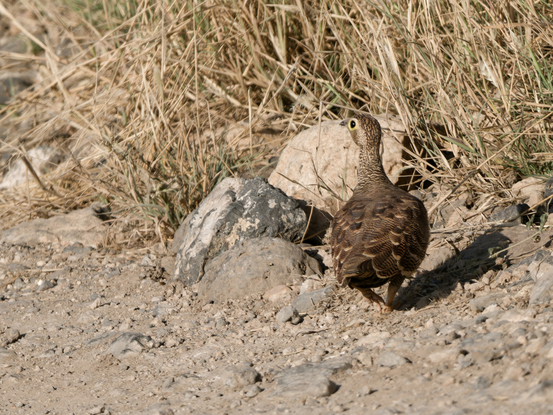 Lichtensteins Sandgrouse female Geotagged,Kenya,Lichtenstein's Sandgrouse,Pterocles lichtensteinii,Winter