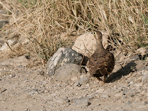 Lichtensteins Sandgrouse female Geotagged,Kenya,Lichtenstein's Sandgrouse,Pterocles lichtensteinii,Winter