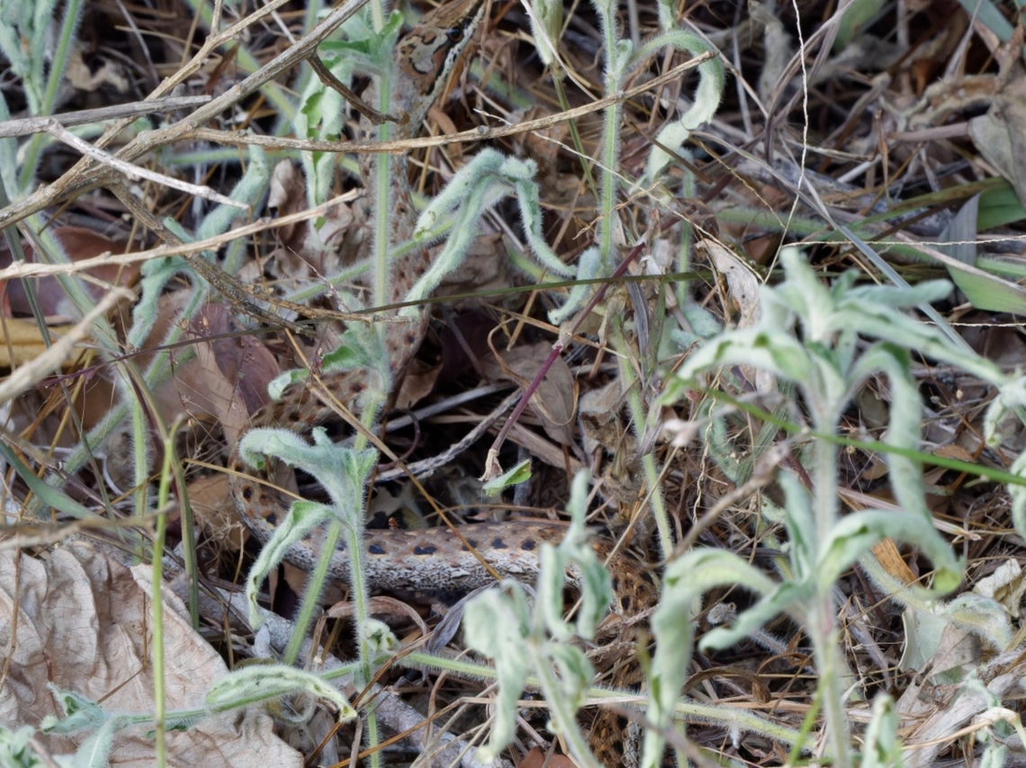 Link-marked Sand Snake (Psammophis biseriatus) cp. <br />
<a href="https://www.inaturalist.org/taxa/110765-Psammophis-biseriatus" rel="nofollow">https://www.inaturalist.org/taxa/110765-Psammophis-biseriatus</a><br />
<a href="https://eol.org/pages/790923" rel="nofollow">https://eol.org/pages/790923</a> Geotagged,Kenya,Link-marked Sand Snake,Psammophis biseriatus,Summer