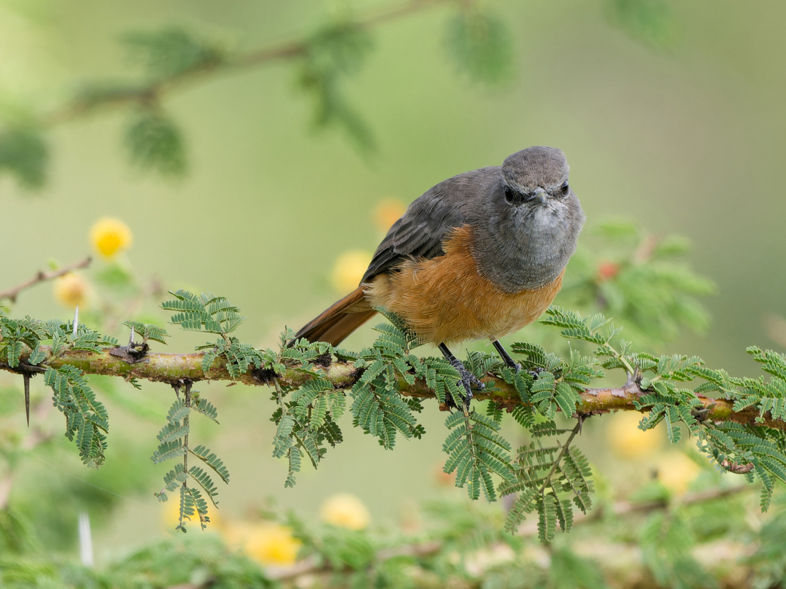 Little Rock Thrush, Kenya  Geotagged,Kenya,Little rock thrush,Monticola rufocinereus,Winter