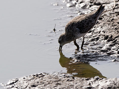 Little Stint injured leg Calidris minuta,Geotagged,Kenya,Little stint,Summer