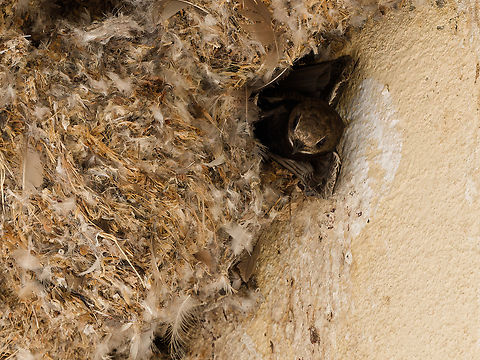 Little Swift  Apus affinis,Geotagged,Kenya,Little swift,Winter