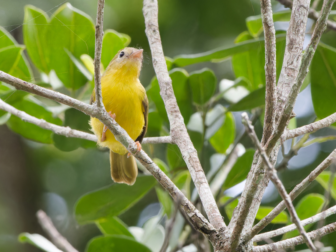 Little Yellow Flycatcher  Erythrocercus holochlorus,Geotagged,Kenya,Little Yellow Flycatcher,Summer