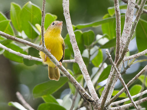 Little Yellow Flycatcher  Erythrocercus holochlorus,Geotagged,Kenya,Little Yellow Flycatcher,Summer