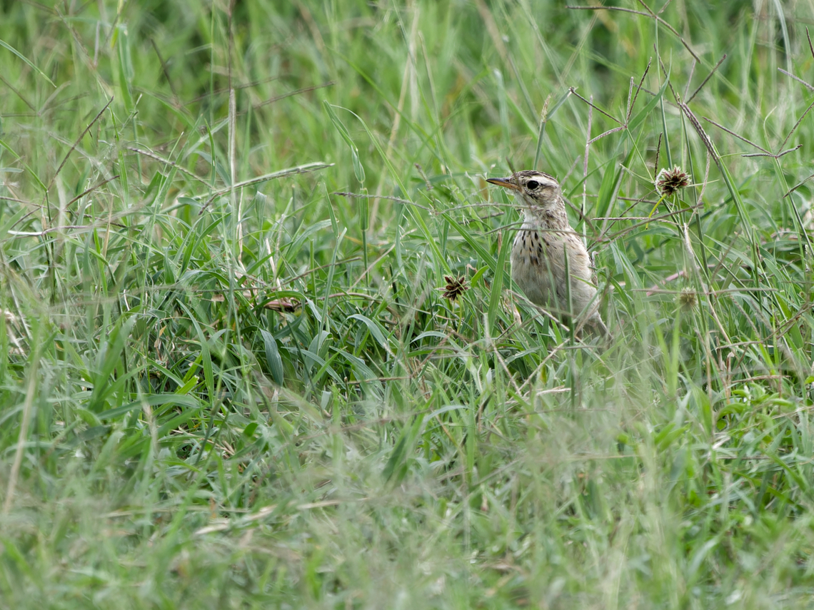 Long-billed Pipit  Anthus similis,Geotagged,Kenya,Long-billed pipit,Summer