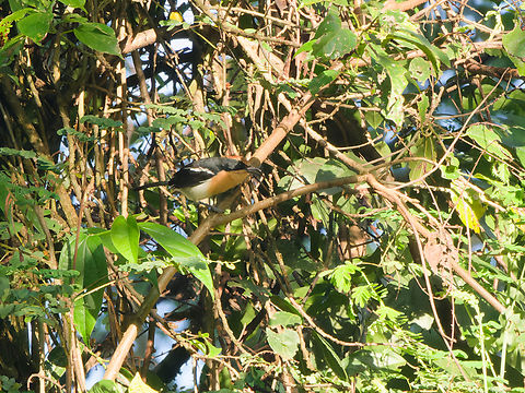 Lühders Bushshrike  Geotagged,Kenya,Laniarius luehderi,Lühders bushshrike,Winter