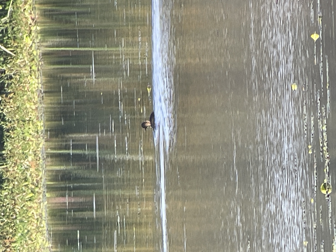 Maccoa Duck digiscoped image Geotagged,Kenya,Maccoa duck,Oxyura maccoa,Summer