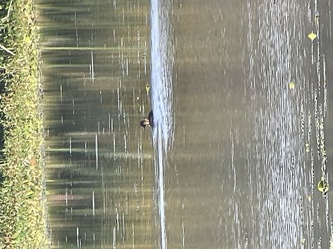 Maccoa Duck digiscoped image Geotagged,Kenya,Maccoa duck,Oxyura maccoa,Summer