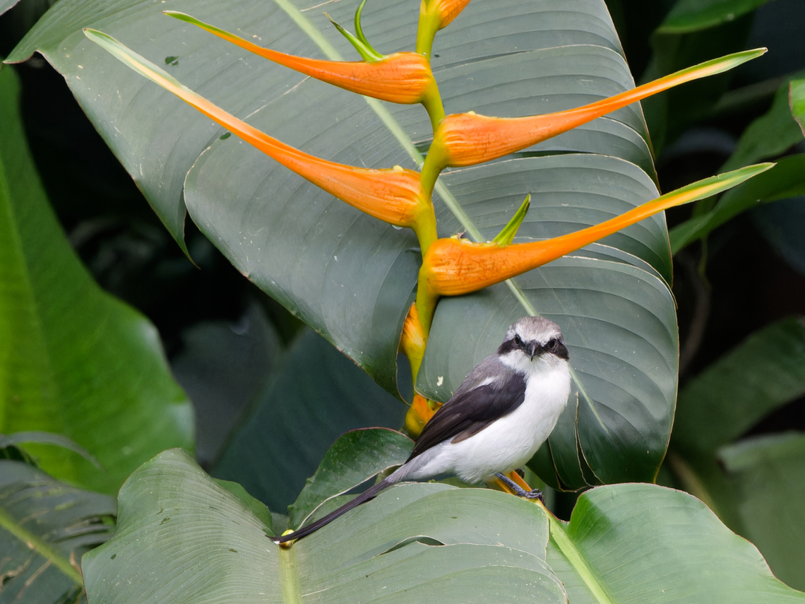 Mackinnons Shrike Mackinnon&#039;s Shrike Geotagged,Kenya,Lanius mackinnoni,Mackinnon's shrike,Summer