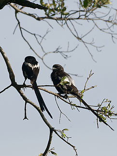 Magpie Shrike  Geotagged,Kenya,Magpie Shrike,Summer,Urolestes melanoleucus