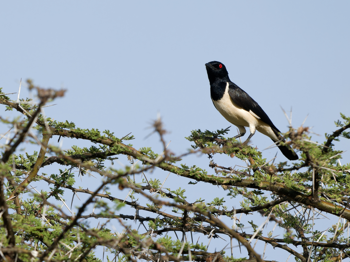Magpie Starling, Kenya  Geotagged,Kenya,Magpie starling,Speculipastor bicolor,Winter