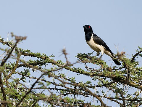 Magpie Starling, Kenya Geotagged,Kenya,Magpie starling,Speculipastor bicolor,Winter