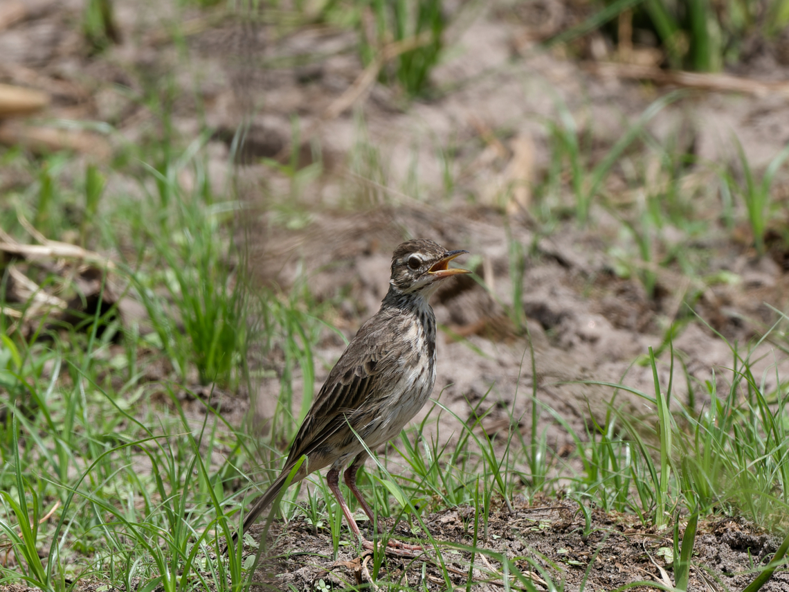 Malindi Pipit  Anthus melindae,Geotagged,Kenya,Malindi pipit,Summer