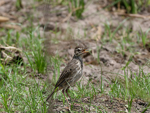 Malindi Pipit  Anthus melindae,Geotagged,Kenya,Malindi pipit,Summer