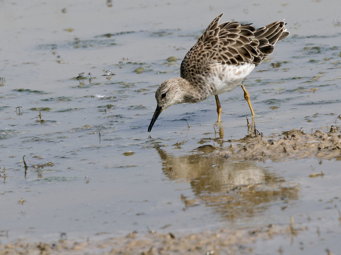 Marsh Sandpiper  Geotagged,Kenya,Marsh Sandpiper,Summer,Tringa stagnatilis