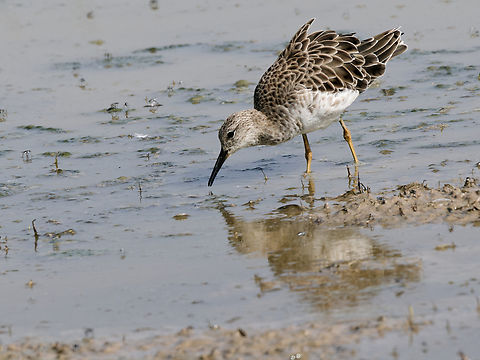 Marsh Sandpiper  Geotagged,Kenya,Marsh Sandpiper,Summer,Tringa stagnatilis
