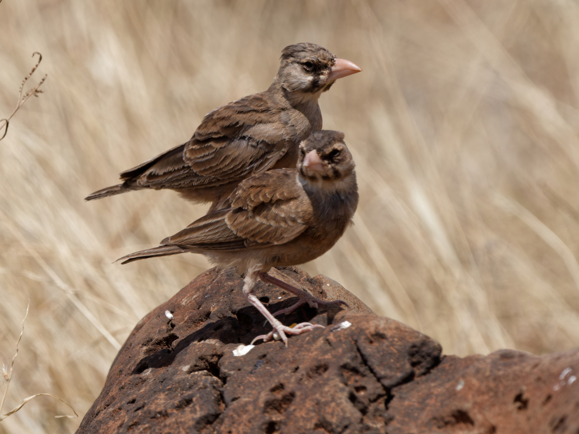 Masked Lark, Kenya  Geotagged,Kenya,Masked lark,Spizocorys personata,Winter