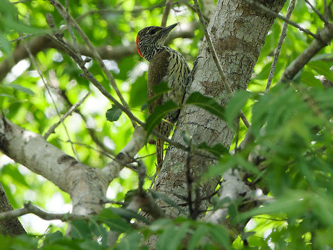 Mombasa Woodpecker  Campethera mombassica,Geotagged,Kenya,Mombasa woodpecker,Summer