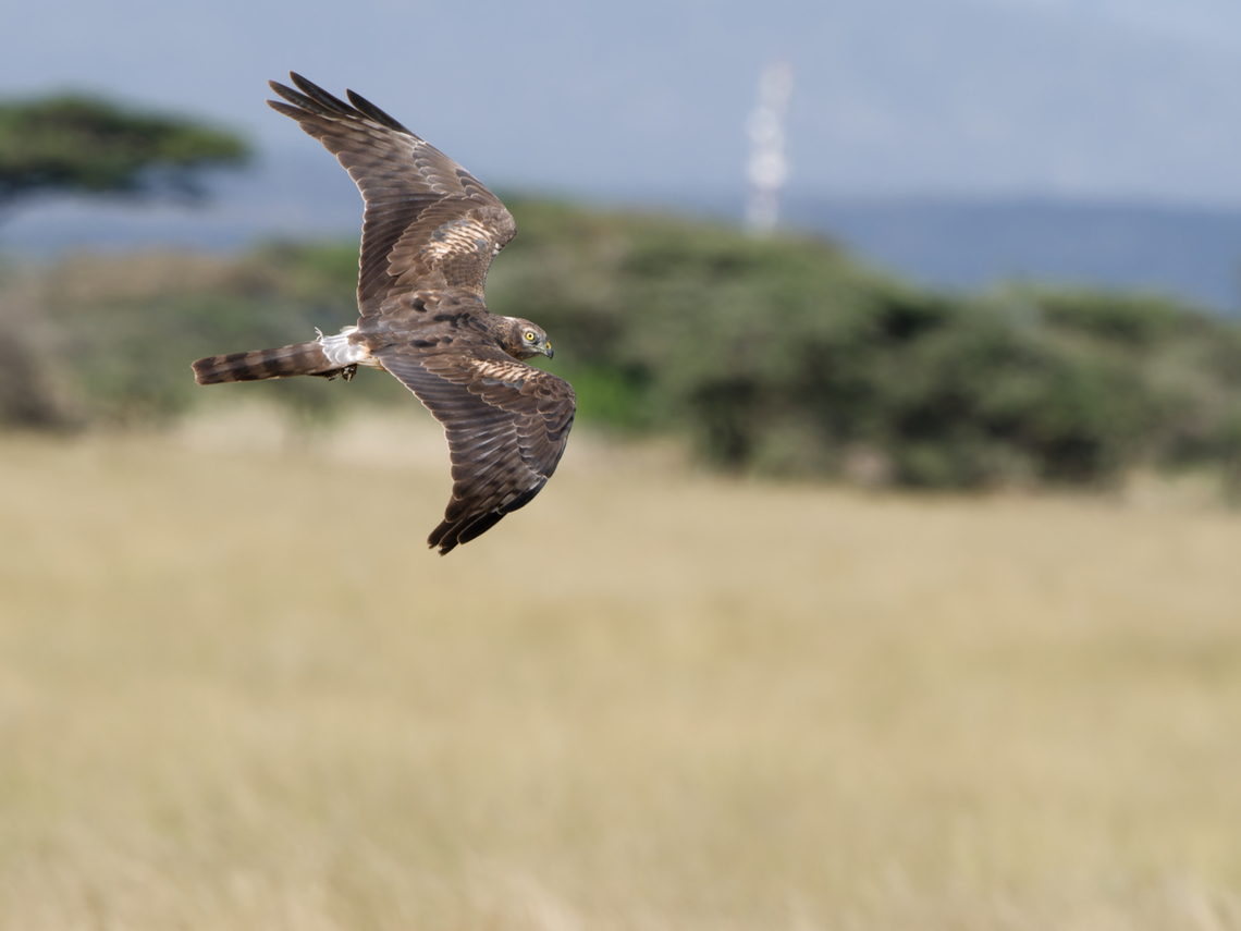 Montagus Harrier Montagu&#039;s Harrier Circus pygargus,Geotagged,Kenya,Montagu’s Harrier,Winter