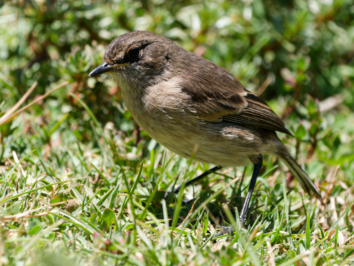Moorland Chat  Geotagged,Kenya,Moorland chat,Pinarochroa sordida,Summer
