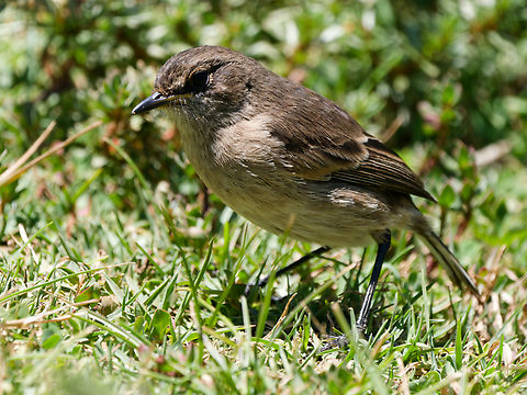 Moorland Chat  Geotagged,Kenya,Moorland chat,Pinarochroa sordida,Summer