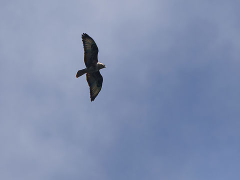 Mountain Buzzard  Buteo oreophilus,Geotagged,Kenya,Mountain Buzzard,Summer