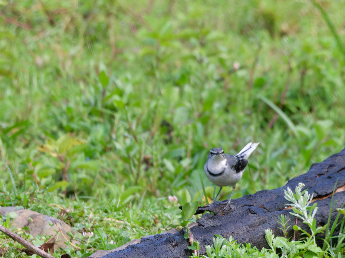 Mountain Wagtail  Geotagged,Kenya,Motacilla clara,Mountain wagtail,Summer