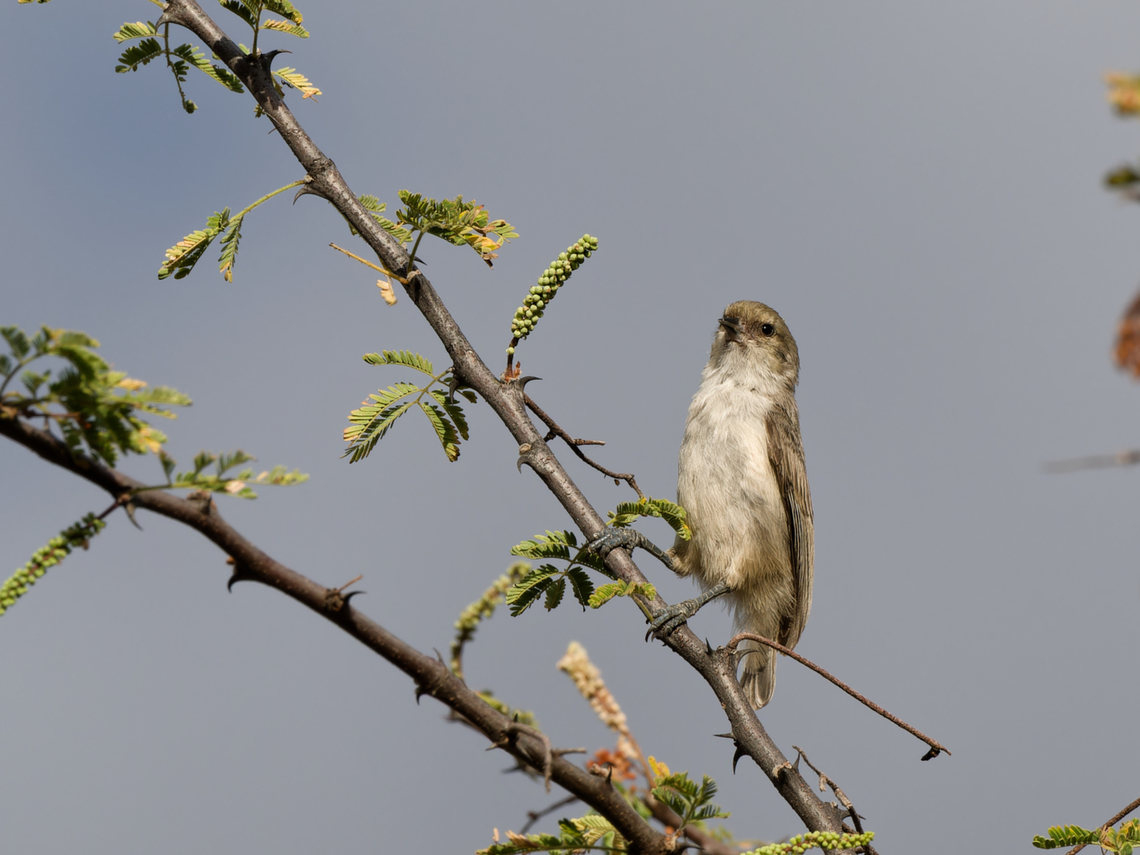 Mouse-coloured Penduline-Tit  Anthoscopus musculus,Geotagged,Kenya,Mouse-coloured penduline tit,Winter